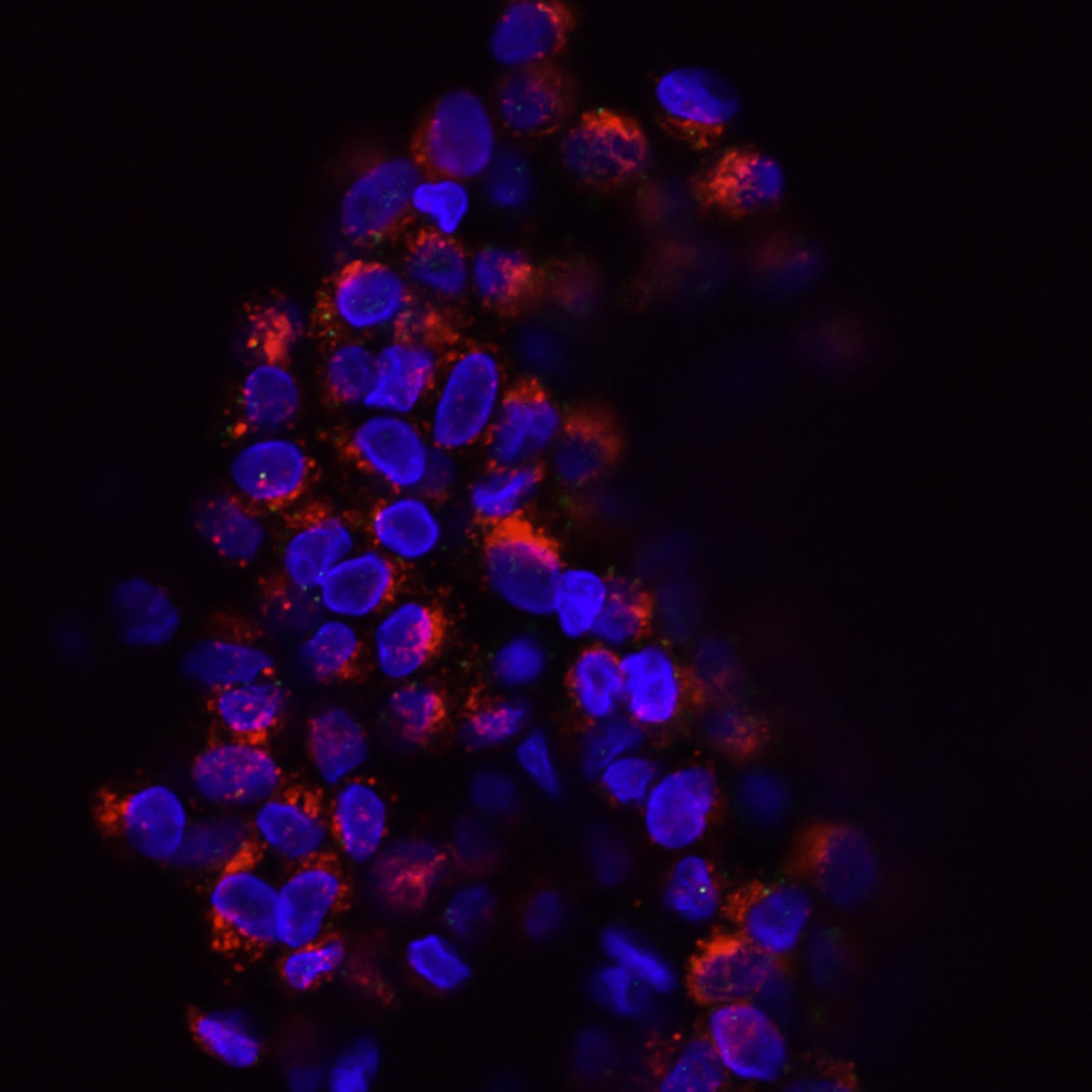 purple and pink lights on black background