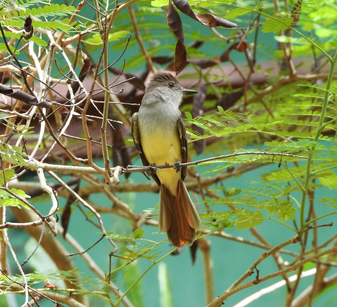 A bird perched on a branch amidst green foliage.