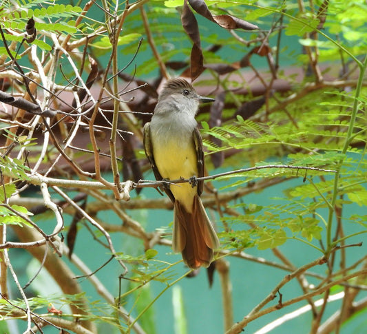 A bird perched on a branch amidst green foliage.