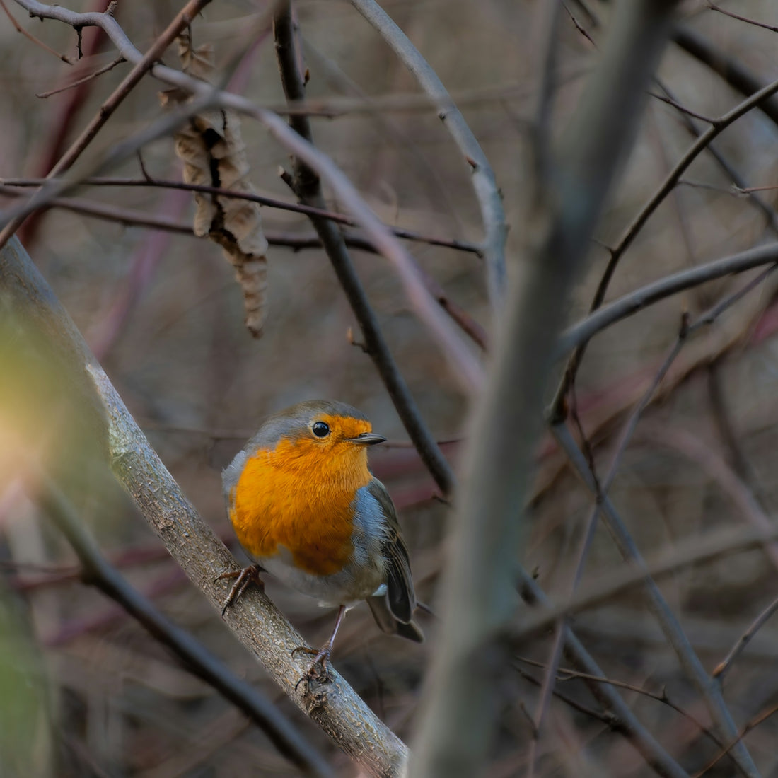 A robin perched on a branch in a forest.