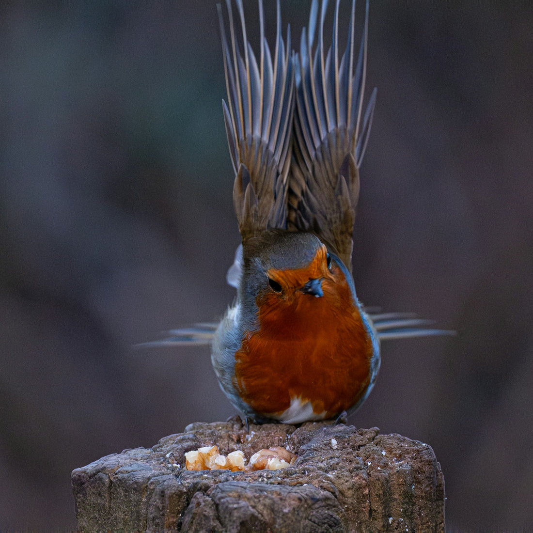 A robin bird perched on a wooden post eating seeds