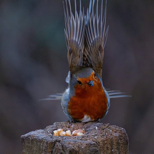 A robin bird perched on a wooden post eating seeds
