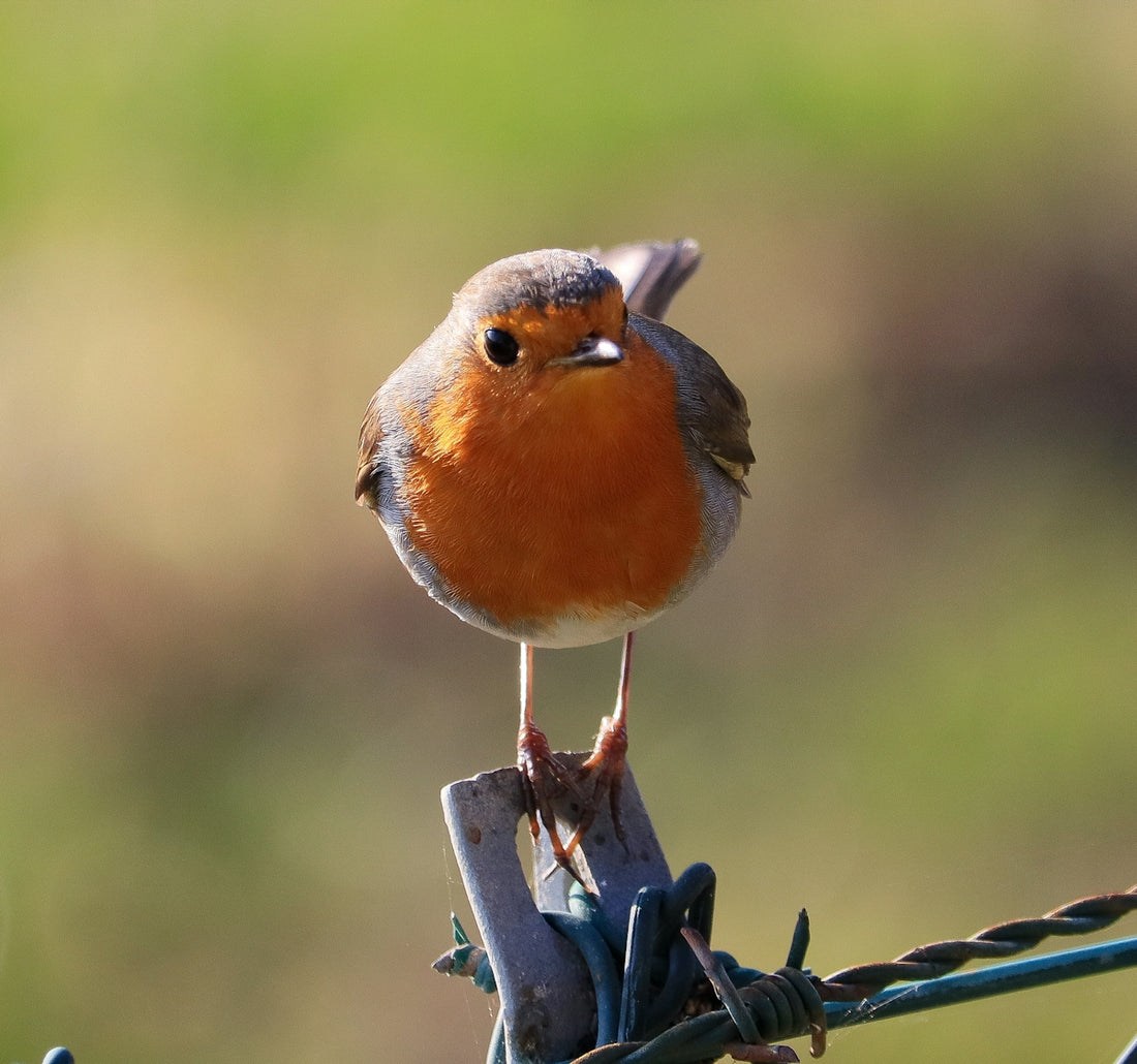 A robin perched on a barbed wire fence