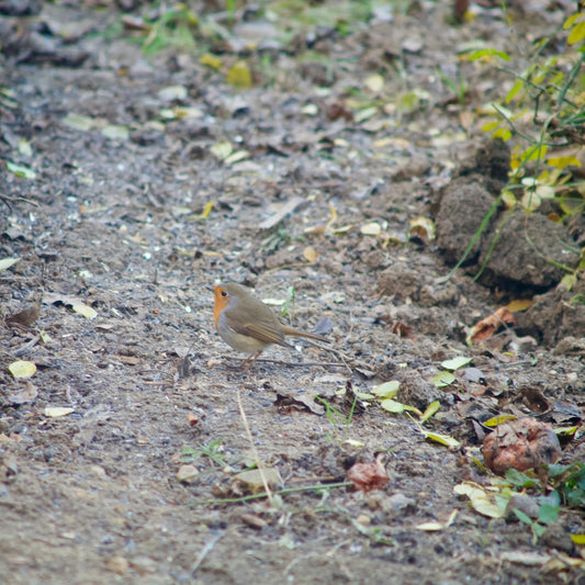 A robin stands on a dirt path in autumn.