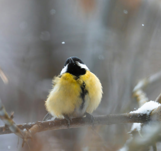 A fluffy yellow bird perched on a snowy branch