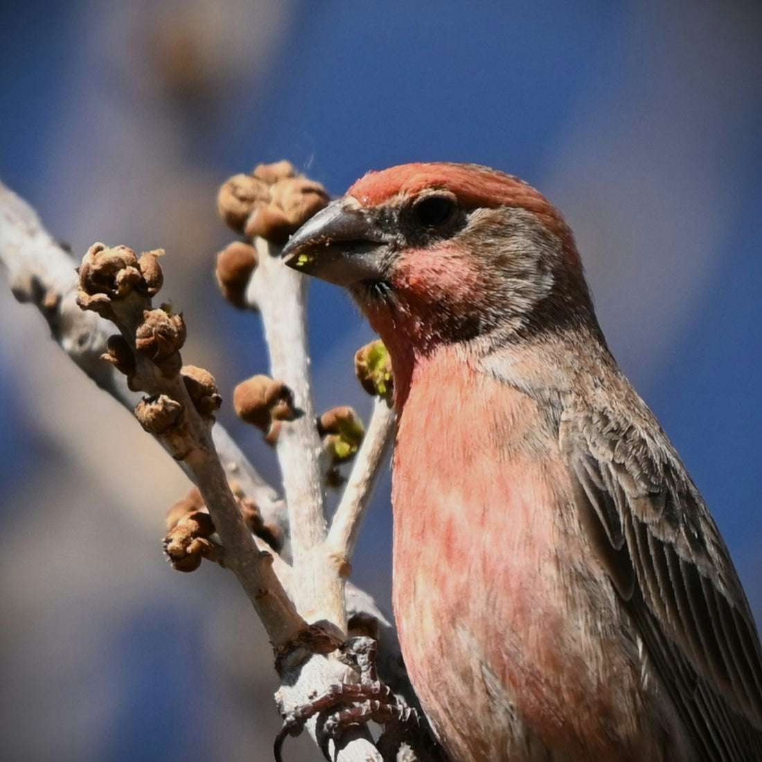 A male house finch perches on a bare branch.