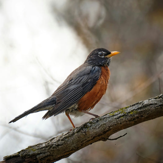 A robin bird perched on a tree branch.