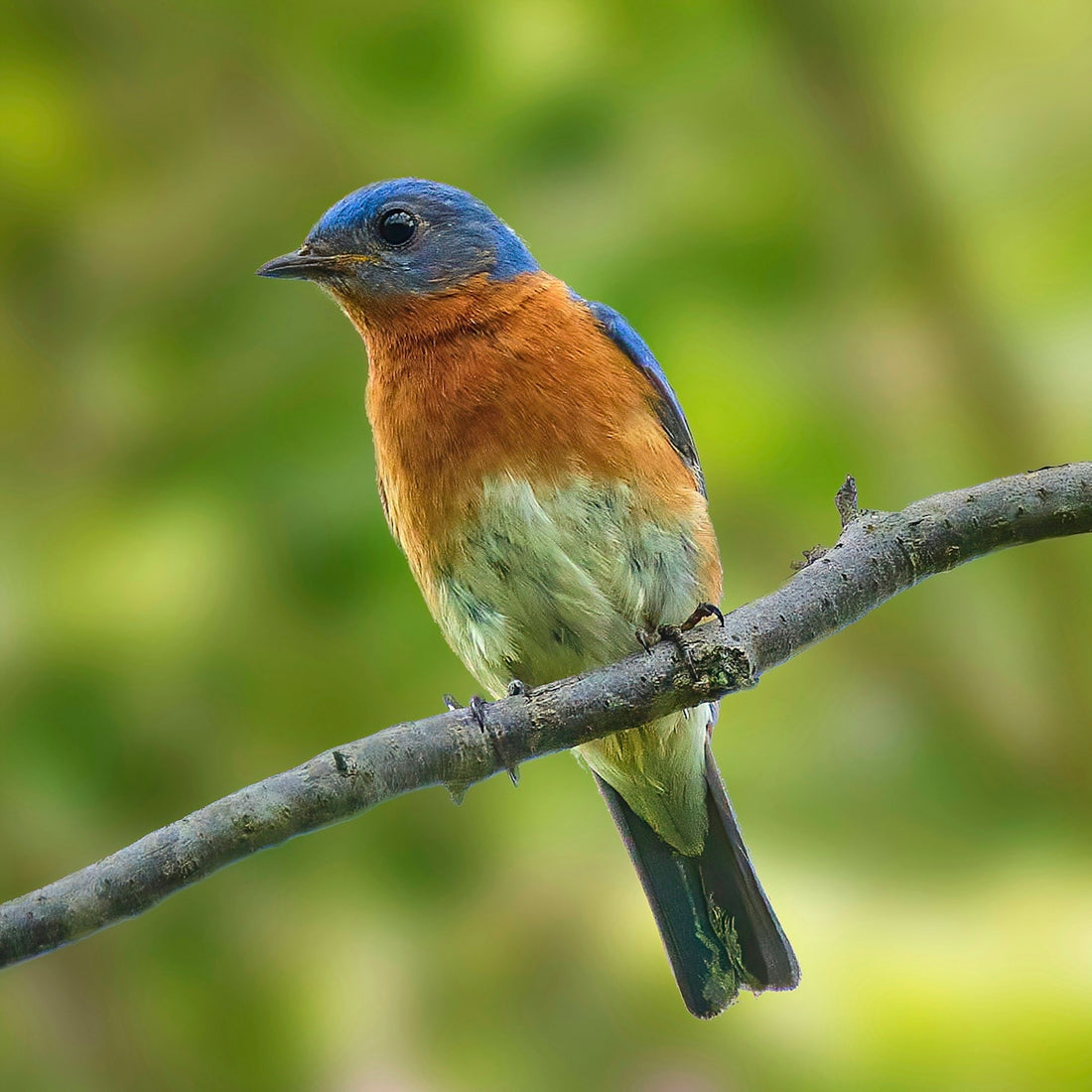A bluebird perched on a tree branch
