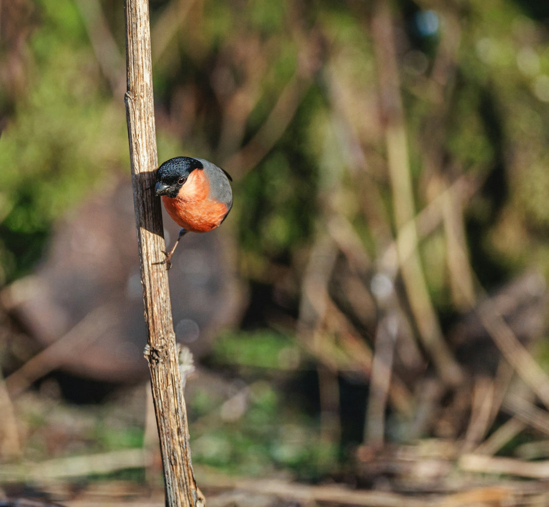 A bullfinch perched on a thin branch.