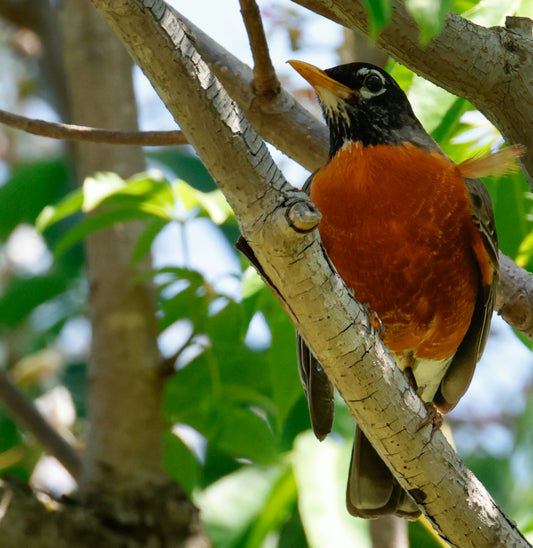 An american robin perches on a tree branch.