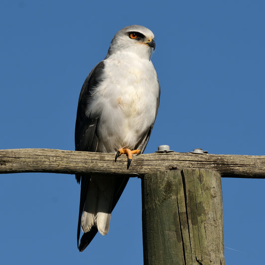 White and grey bird perching on a wooden post.