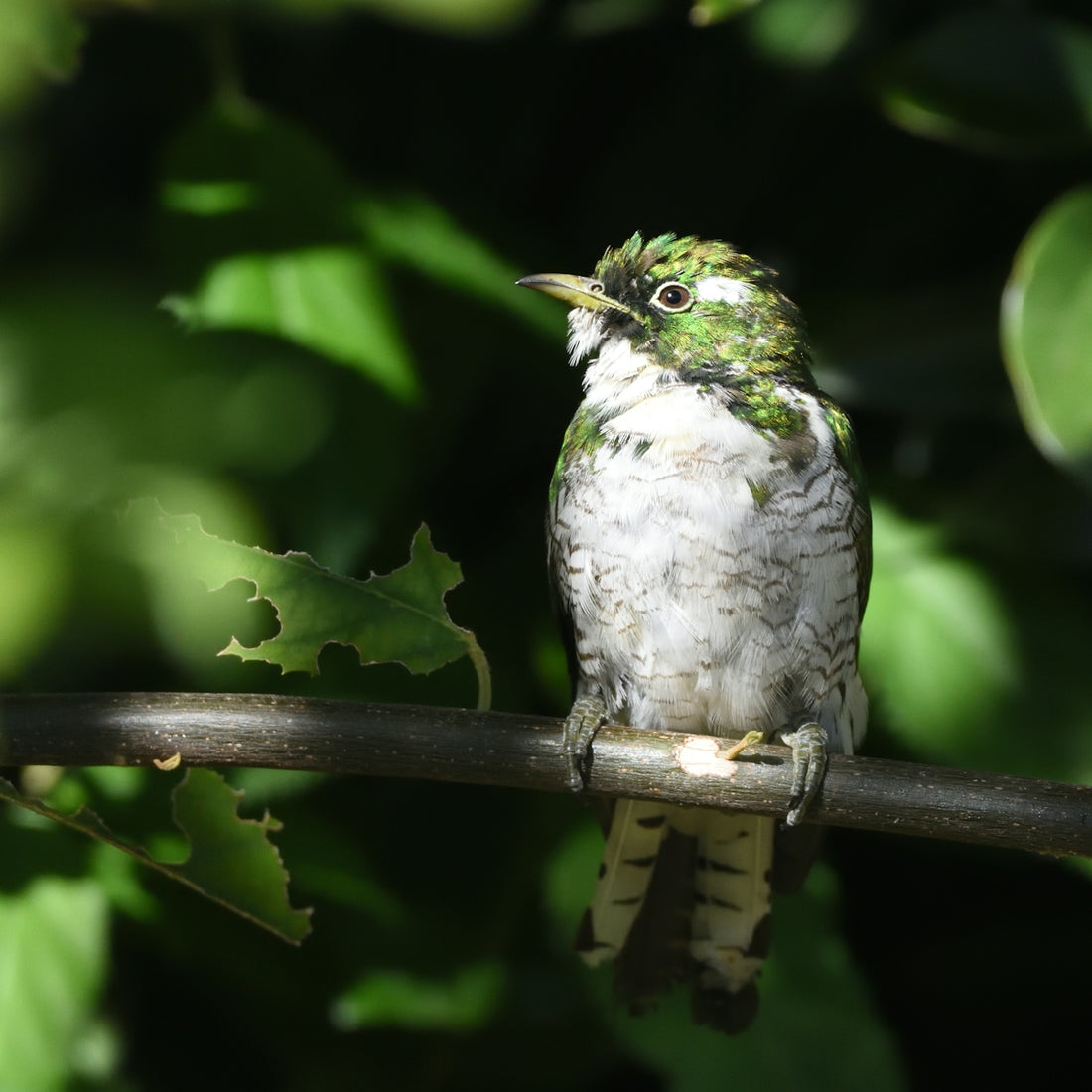 A green and white bird perches on a dark branch.